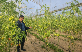 بين الرصاص والحصاد... حكايات صمود المزارعين في حقول غزة