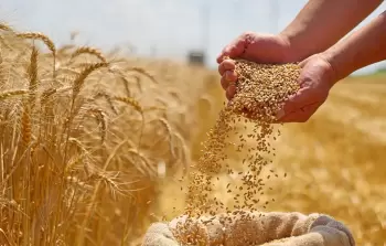 حبوب القمح
