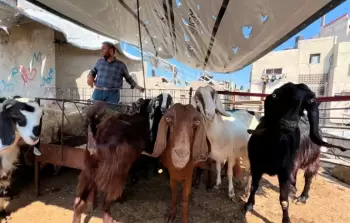 منذ بداية الحرب تمنع سلطات الاحتلال إدخال المواشي إلى قطاع غزة بشكل كامل (أرشيف)