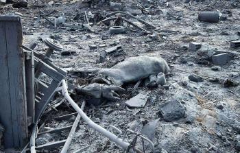 قتل حيوانات في غزة برصاص وصواريخ إسرائيلية (صورة أرشيفية)