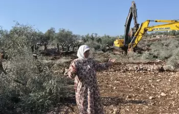 الاحتلال يقتلع أكثر من 100 شجرة زيتون معمّرة جنوب غرب جنين