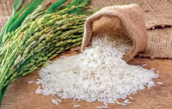 ارتفاع درجات الحرارة يلحق أضرارًا أكبر بمحصول الأرز العالمي