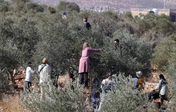 موسم قطف الزيتون في الفضة. (صورة أرشيفية)