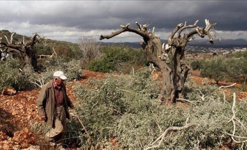 الحرب تدمر بساتين الزيتون في غزة
