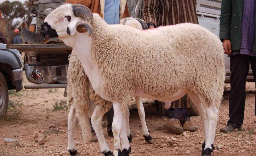 حكم الجمع بين نية العقيقة ووليمة الزواج في ذبيحة واحدة