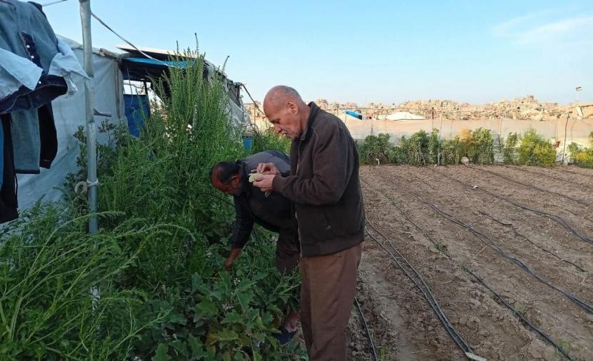 خبير زراعي يواجه الغلاء والحصار بإنتاج السماد العضوي في غزة