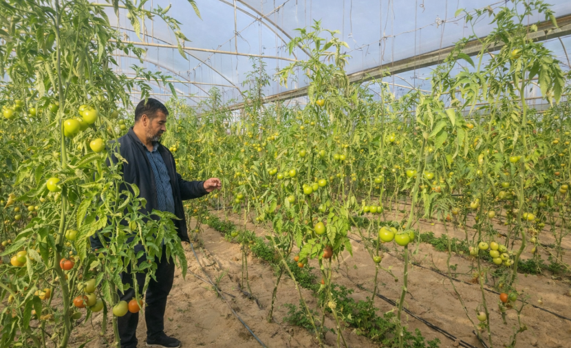 بين الرصاص والحصاد... حكايات صمود المزارعين في حقول غزة