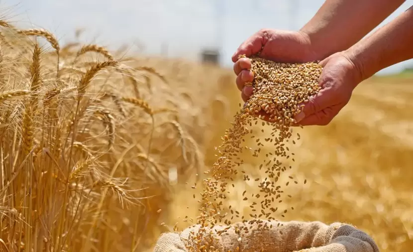 "الفاو" تحذر من النقص الفوري في الغذاء