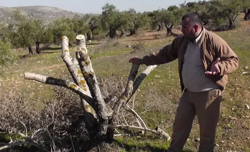 مستوطنون يقطعون عشرات الأشجار المثمرة غرب جنين