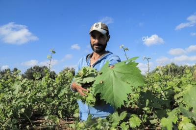 080523_GAZA_OD_00 (29)