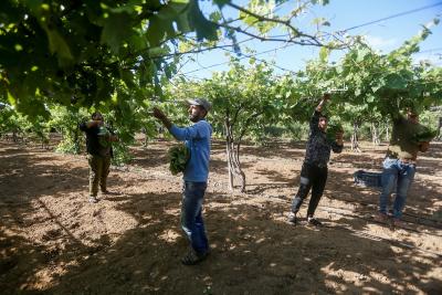 080523_GAZA_MZ_00 (18)