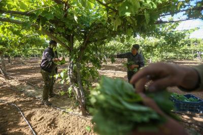 080523_GAZA_MZ_00 (29)