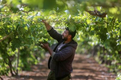 080523_GAZA_MZ_00 (4)