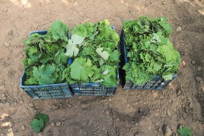 080523_GAZA_OD_00 (40)