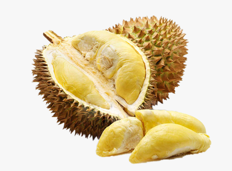 فاكهة الدوريان أو ملكة الفواكه Durian أغرب أنواع الفواكه في العالم.jpg.png