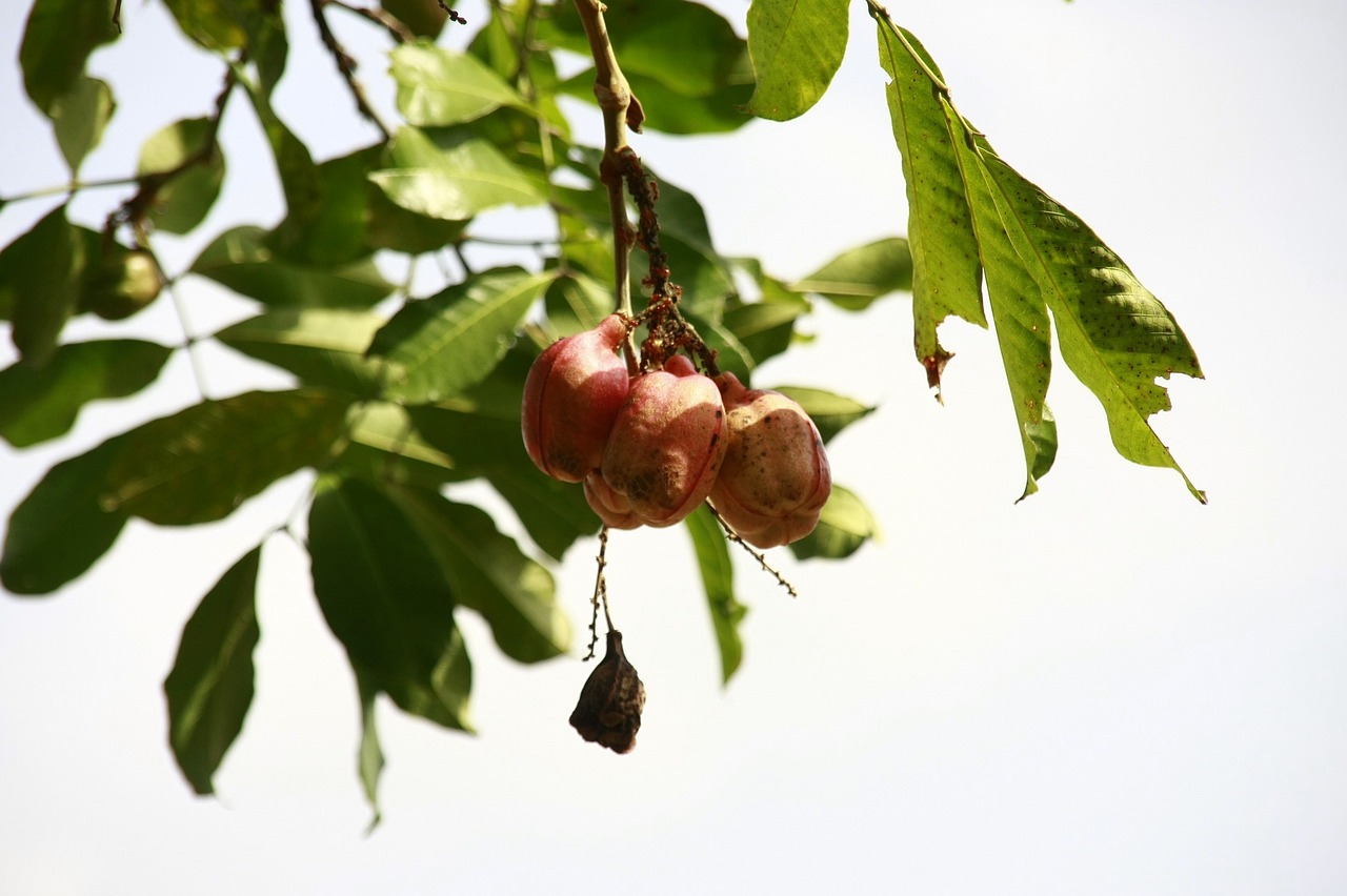 فاكهة الآقية Ackee من أغرب أنواع الفواكه.jpg