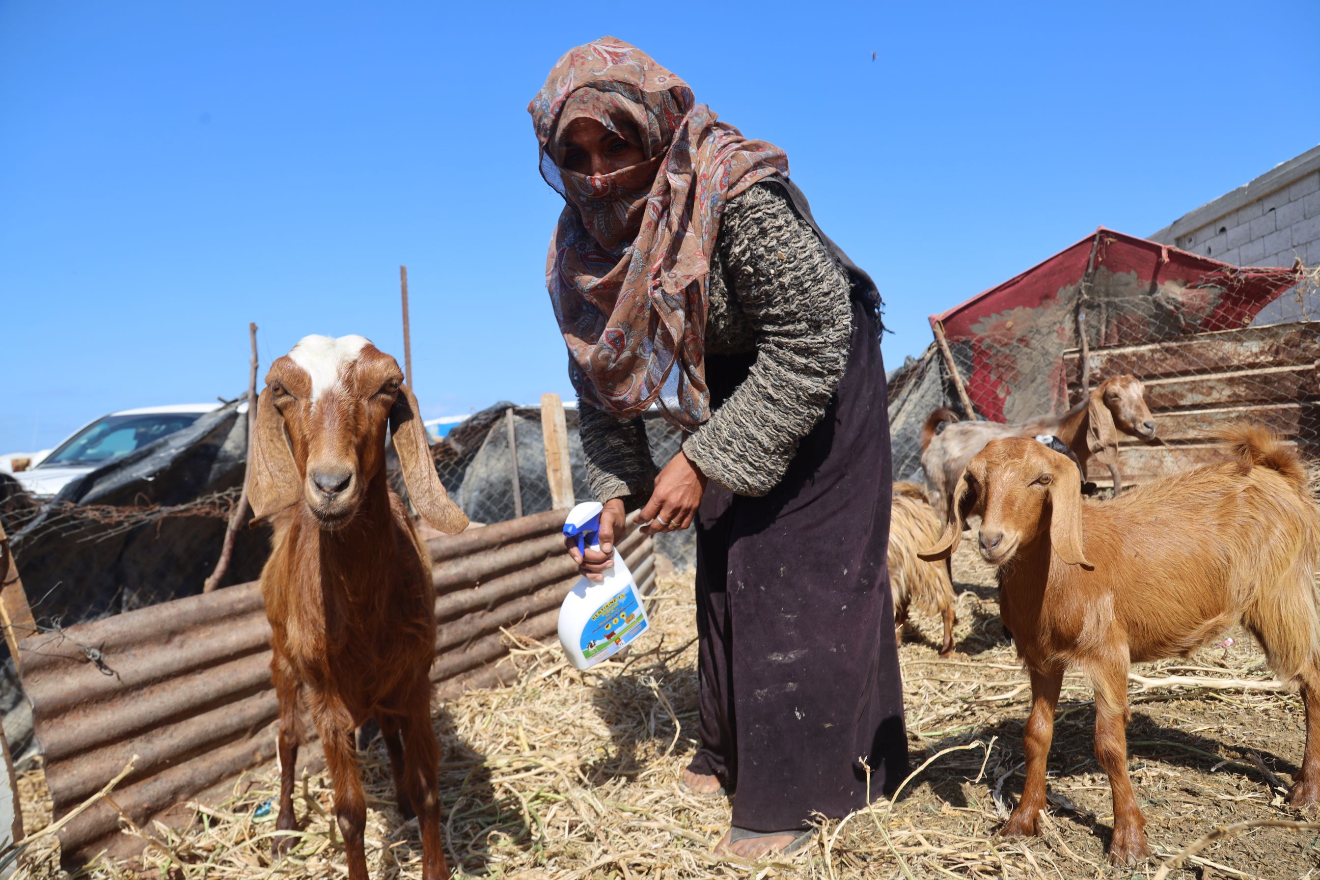 gaza-livestock-3.jpg