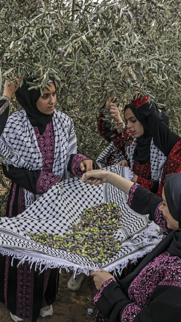 أشجار الزيتون في المسجد الأقصى.. هوية راسخة وصمود في وجه الانتهاكات